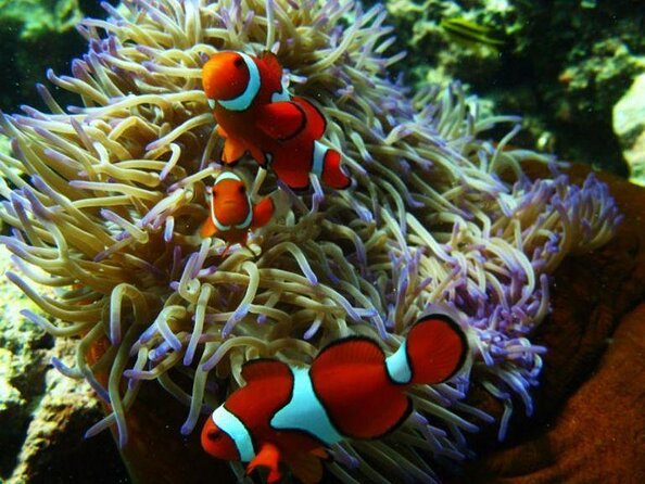 Great Barrier Reef Snorkeling and Diving Cruise From Cairns - Transportation Options