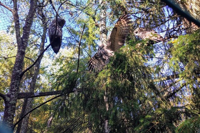 Guided Ranua Wildlife Park Tour, Small Group Adventure, Lunch Included - Essential Tour Details