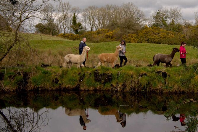 Guided Scenic Alpaca Trekking Experience Northern Ireland - Booking and Cancellation Policy