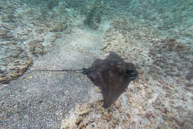 Guided Snorkel Experience, Advanced - Participant Requirements