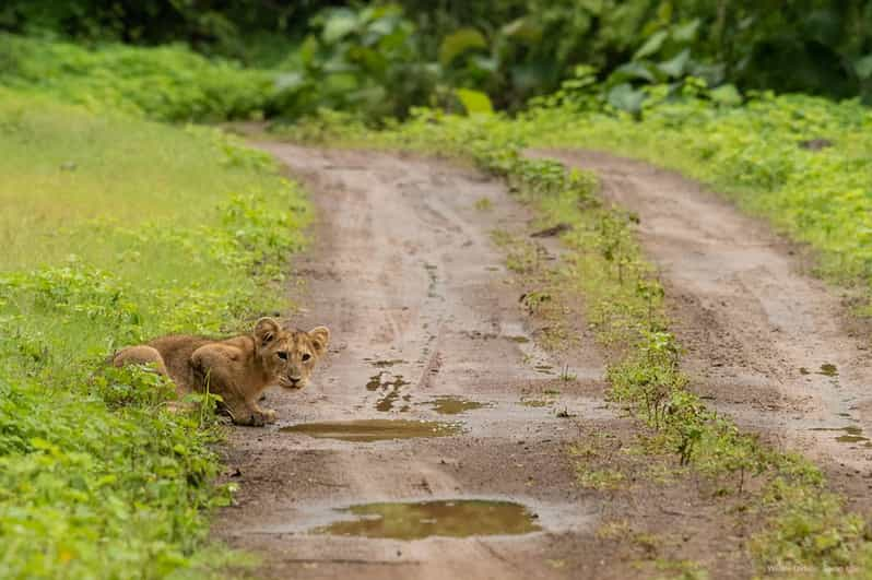 Gujarat: Gir National Park Forest Lion Safari in Open Jeep - Accessibility for Visitors