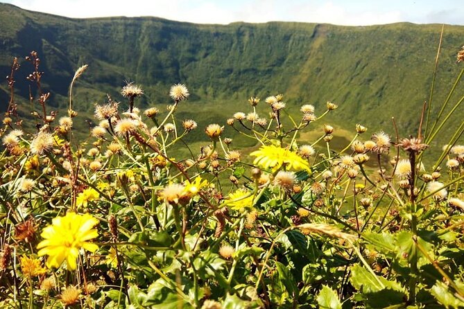 Half Day Faial Island Tour -Local Biologist - Customer Reviews