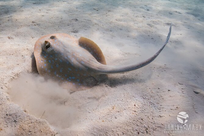 Half Day Snorkel 2.5hr Turtle Tour on the Ningaloo Reef, Exmouth - Customer Reviews