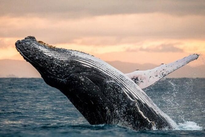 Hawaii | Waikiki Beach Sightseeing Cruise - Glass Bottom Boat - Customer Feedback and Reviews