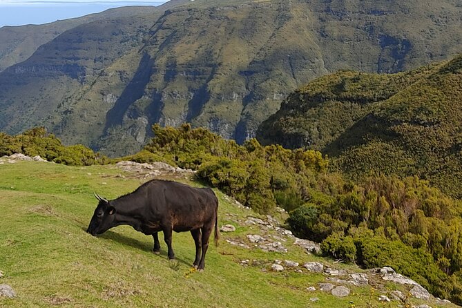 Hike 25 Fontes & Risco Levada Self-Guided - Safety Considerations