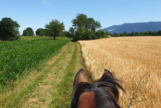 Horseback Riding In Bled - Safety Measures and Guidelines