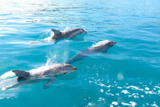 Kangaroo Island - Swim With Dolphins/Seals/Coastal Snorkel - Seasonal Wildlife Patterns