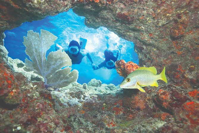 Key West Double-Dip: Two Reef Snorkeling Adventure With Drinks - Booking Process and Pricing