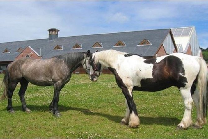 Killarney National Park Horseback Ride. Co Kerry. Guided. 2 Hours. - Safety Guidelines