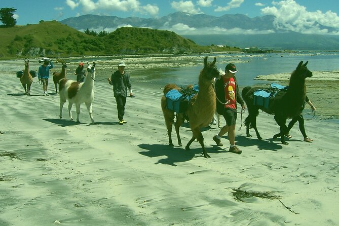 Llama Trek (Half-day) - Kaikoura Bay, Beaches & Seal Colony - Cancellation Policy Explained