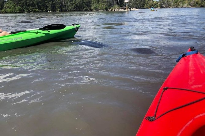 Manatee and Dolphin Kayaking Encounter - Wildlife Encounters to Expect