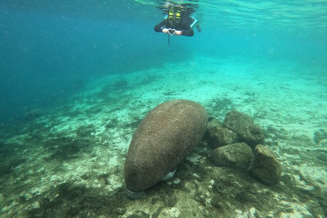 Manatee Snorkeling Crystal River Florida Semi-Private - Customer Reviews and Ratings