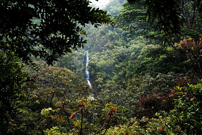 Manoa Waterfall Hike From Waikiki With Healthy Lunch Included - Traveler Reviews and Ratings