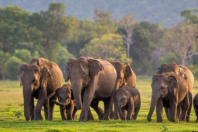 Minneriya National Park | Private Safari - Meeting and Pickup Information