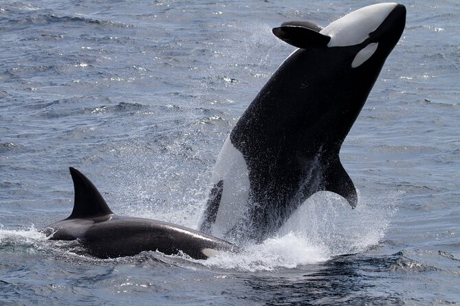 Monterey Whale Watching Tour - Tips for a Great Experience