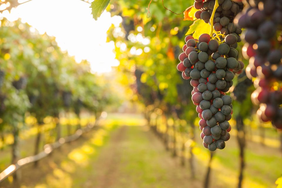 Nafplion: Nemea Vineyards Wine Tour - Nemeas Wine Production History