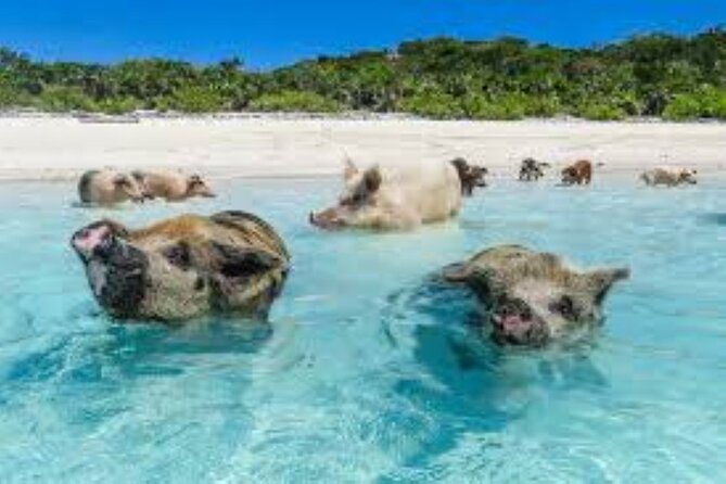 Nas: 3 Islands, Snorkeling, Pig Beach , Turtles & Lunch Boat Trip - Lunch and Refreshments