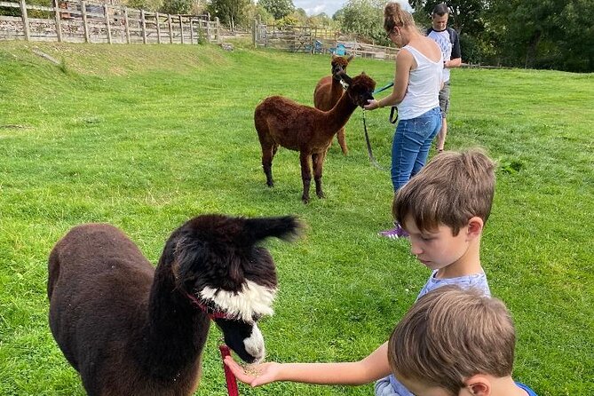 Naze View Farm Alpaca Experience - Age Requirements for Participants