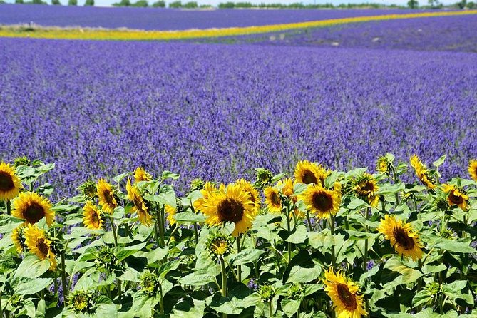 Nice: Gorges of Verdon and Fields of Lavender Tour - Recommendations for Travelers