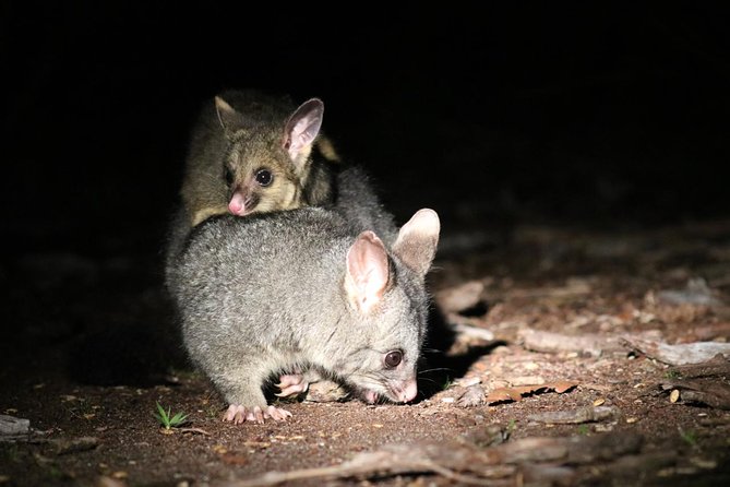 Nocturnal Wildlife Tour From Busselton or Dunsborough - Preparation Tips