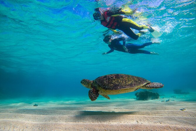 Ocean Safari Great Barrier Reef Experience in Cape Tribulation - Tips for Your Adventure