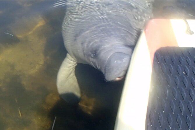 Orlando Manatee and Natural Spring Adventure Tour at Blue Springs - Customer Experiences