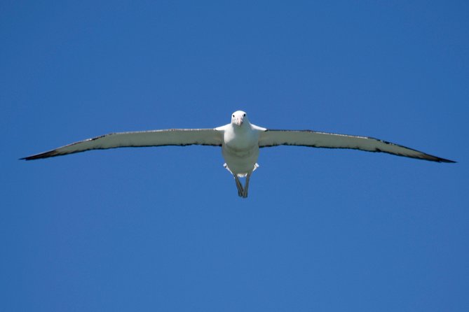 Otago Peninsula Scenery and Dunedin City Highlights Tour - Dunedin City Exploration