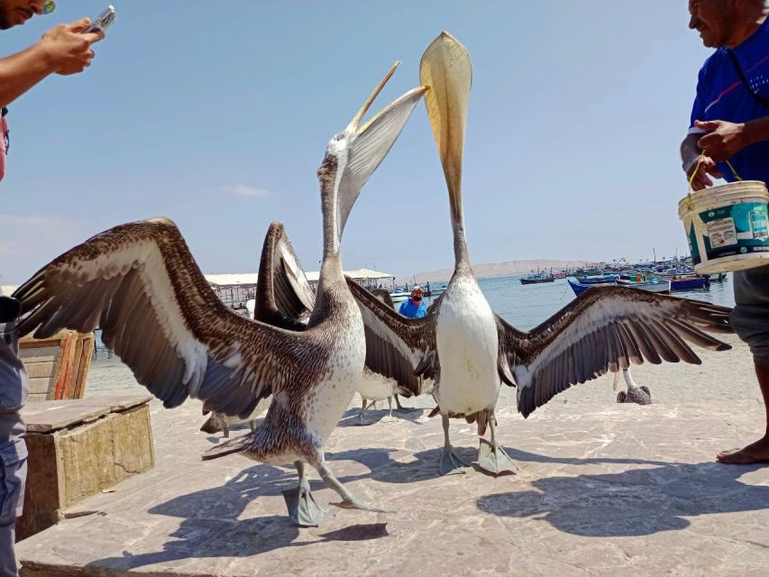 Paracas: Ballestas Islands & Paracas National Reserve - Meeting and Pickup Information