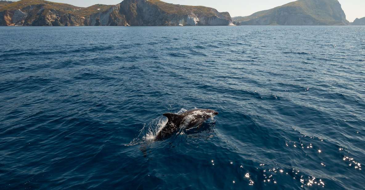 Ponza: Island & Palmarola Cruise With Swimming & Lunch - Important Considerations