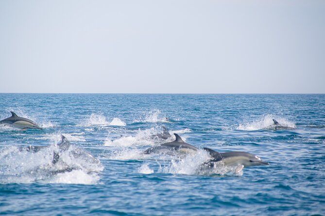 Portimão: 2H30 Guaranteed - Dolphins and Seabirds - Biologist on Board - Customer Reviews