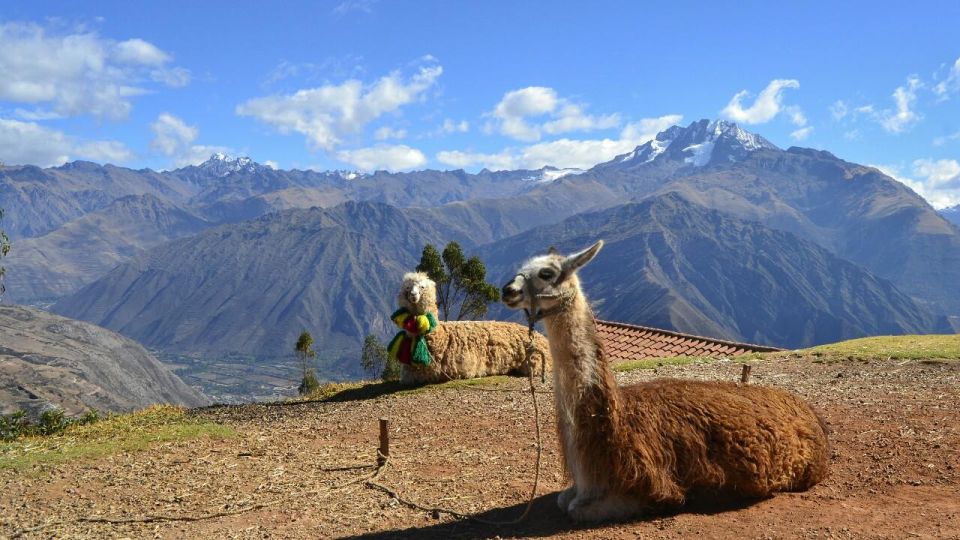 Private From Cusco| Alpaca Therapy + Creative Craftsmanship - Frequently Asked Questions