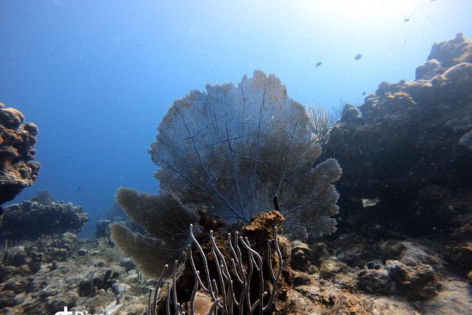 Private Full Day Guided Snorkeling or Diving Charter in St Thomas - Customer Reviews and Testimonials