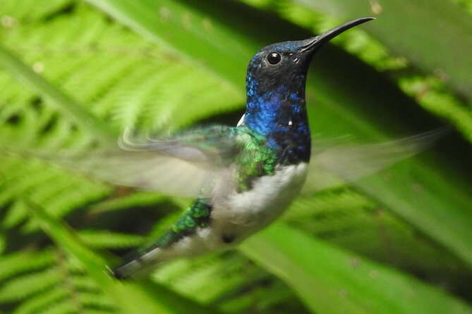 Private Mindo Cloud Forest Day Tour Hiking, Birding, Waterfalls - Additional Activities Available