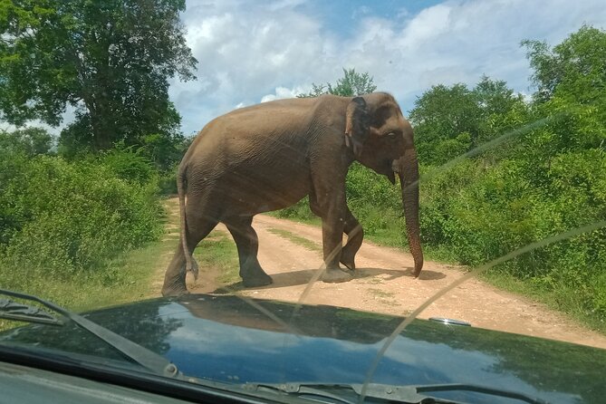 Private Tour to Udawalawe National Park - Accessibility Features