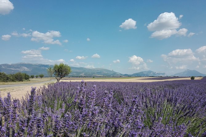 Provence Lavender Fields Tour in Valensole From Marseille - Customer Reviews