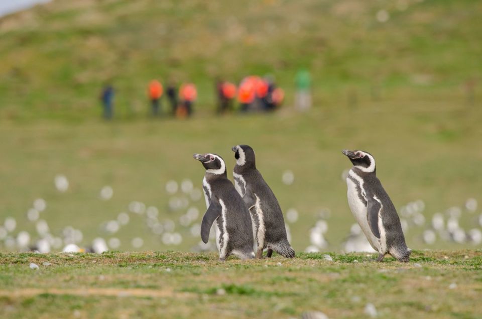 Punta Arenas: Walk With Penguins on Magdalena & Marta Island - Important Information