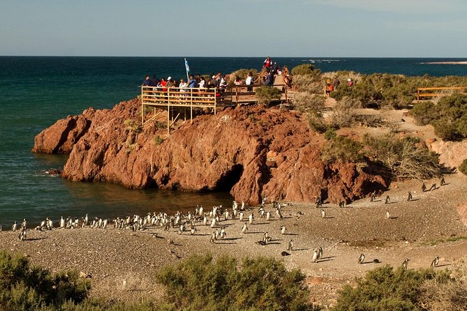 Punta Tombo Shore Excursion W/Box Lunch(Shared Tour for Cruises) - Important Accessibility Information