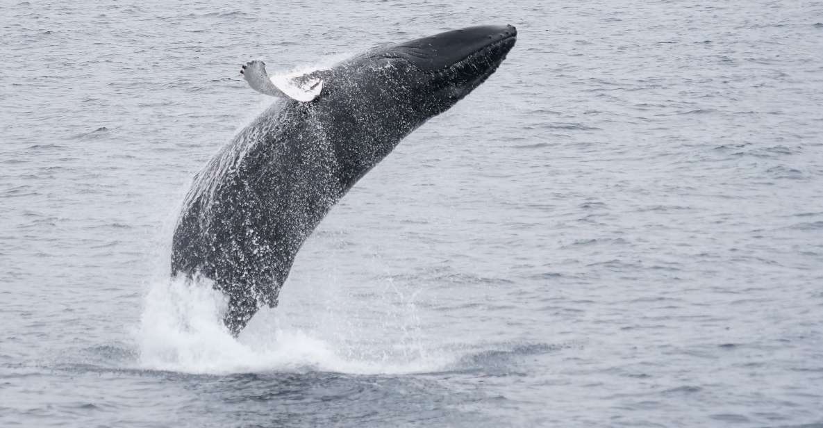 Reykjavik: Whale & Marine Adventure Tour - Customer Feedback