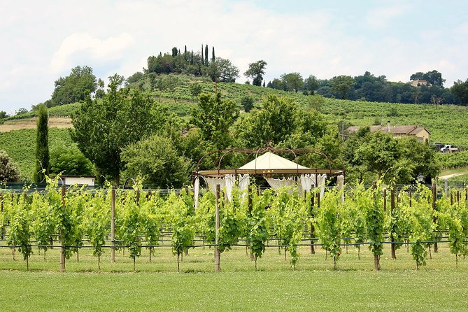 Romantic Lunch in the Vine Rows in Tuscany - Meeting Point and Timing