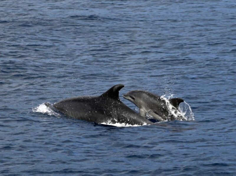 Roses: Private Cruise in the Natural Park of Cap De Creus - Cruise Duration and Capacity