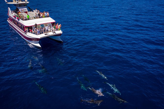 Royal Delfin - 45H Dolphin & Whale Watching - Los Gigantes Masca - Lunch & Swim - Meeting Location