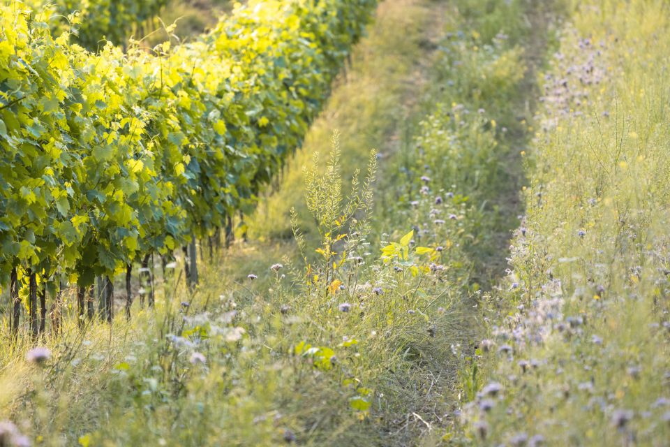 San Gimignano: Wine Tasting With Food Pairing - Booking Process