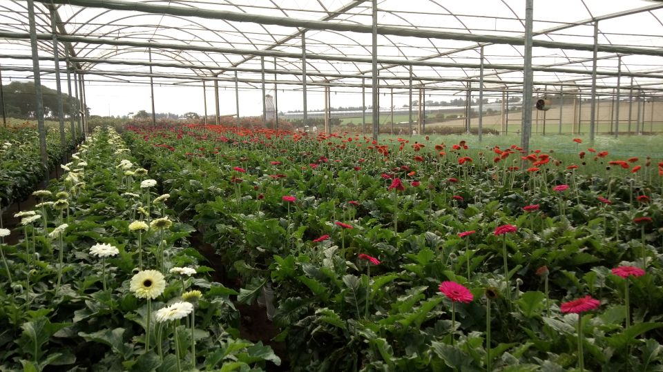 São Paulo: Holambra Colorful Flower Farm Guided Day Trip - Traveler Testimonials