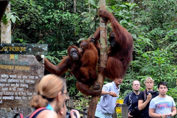 Sarawak Orangutan Semenggoh Wildlife Centre Tour - Surcharges and Seasonal Tips