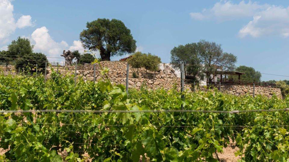 Sardinia: Dorgali Winery Tour With Tasting and Local Guide - Scenic Views and Landscape