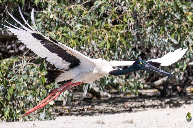 SCENIC AND PREHISTORIC CRUISE - Sparkling Wine & Gourmet Platters - Wildlife Sightings