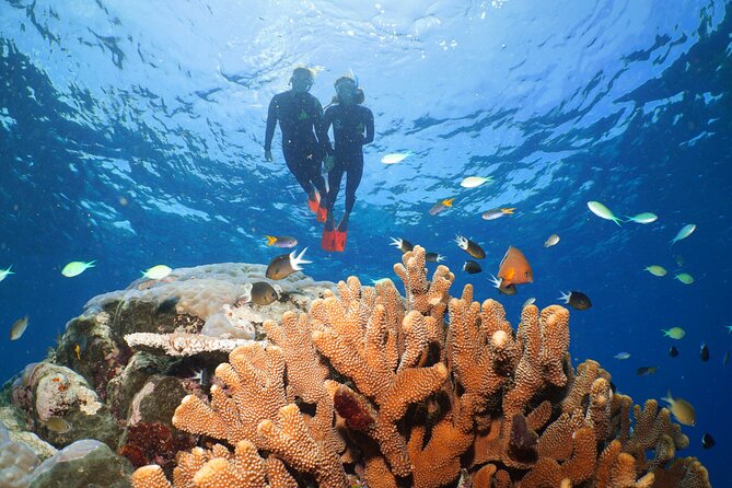 Silversonic Outer Great Barrier Reef Cruise From Port Douglas - Health and Safety Guidelines