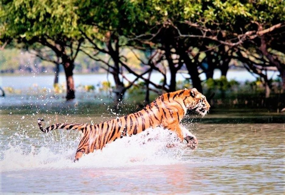 Six Days Delhi Agra Jaipur With Safari In Ranthambore - Safari Experience