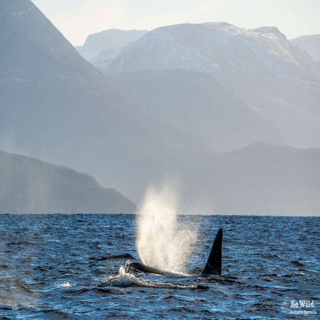 Skjervoy: Whale RIB Experience (Without Transfer) - Customer Reviews