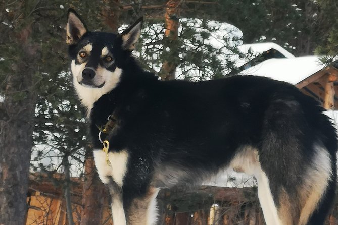 Sled Trip With Husky in the Alta Valley - Booking and Cancellation Policy